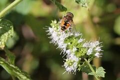 Eristalis arbustorum