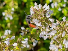 Sphecodes albilabris