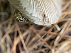 Phylloneta pictipes