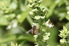 Anthidium manicatum
