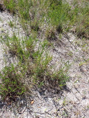 Polygonella gracilis