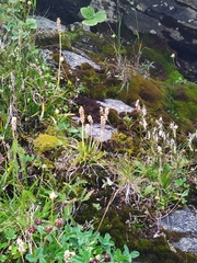 Tofieldia calyculata