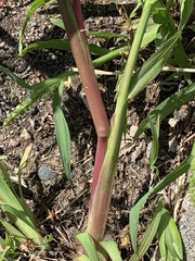 Panicum miliaceum