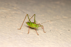 Leptophyes punctatissima