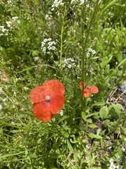 Papaver rhoeas