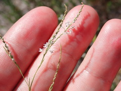 Polygonella gracilis