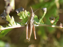 Chorthippus dorsatus
