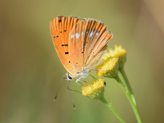 Lycaena virgaureae