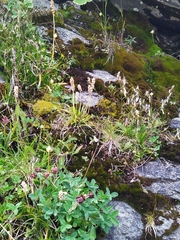 Tofieldia calyculata