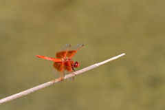 Libellula saturata