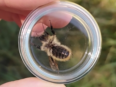 Thoracobombus