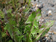Podosphaera erigerontis-canadensis