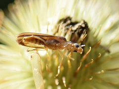 Nacerdes carniolica