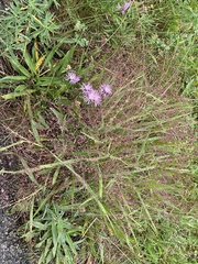 Eragrostis spectabilis