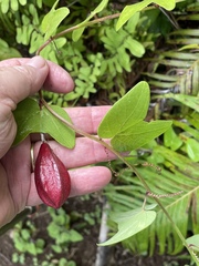 Passiflora rubra