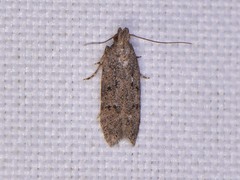 Hypatima