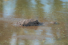 Alligator mississippiensis