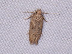 Hypatima
