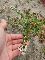 Plantae