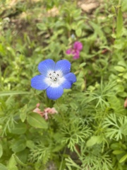Nemophila