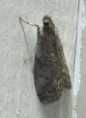 Sciota subcaesiella