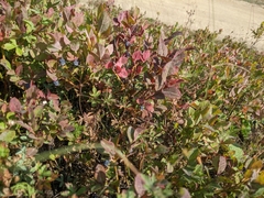 Vaccinium myrtillus