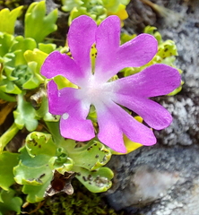 Primula minima