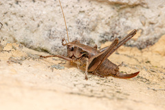 Pholidoptera griseoaptera