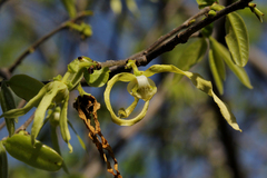 Monodora stenopetala image