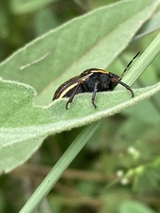 Orsilochides guttata