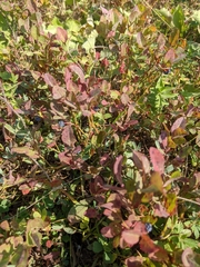 Vaccinium myrtillus