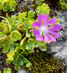Primula minima