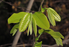 Monodora stenopetala image