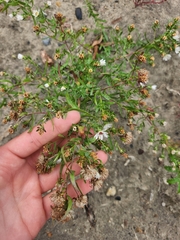 Plantae