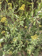 Bupleurum fruticosum
