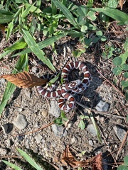 Lampropeltis triangulum