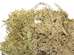 Sphagnum flexuosum