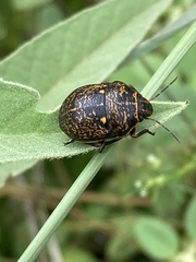 Orsilochides guttata
