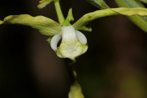 Monodora stenopetala image