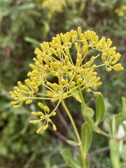 Bupleurum fruticosum