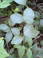 Lonicera hirsuta