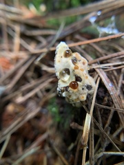 Pseudoinonotus dryadeus