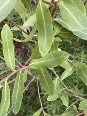 Bupleurum fruticosum