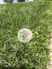 Taraxacum erythrospermum