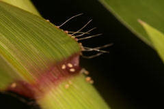 Paspalum repens
