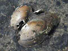 Pyganodon grandis