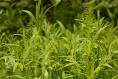 Paspalum repens