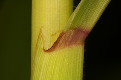 Paspalum repens