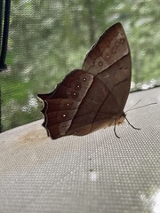Taygetis rufomarginata