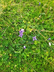 Gentianopsis ciliata